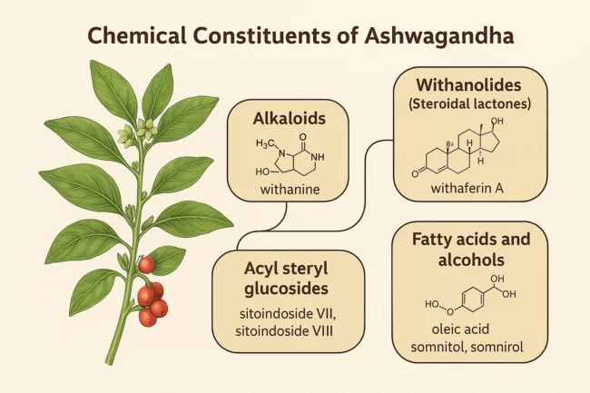 Understanding Ashwagandha What makes this ancient herb so important in modern medicine