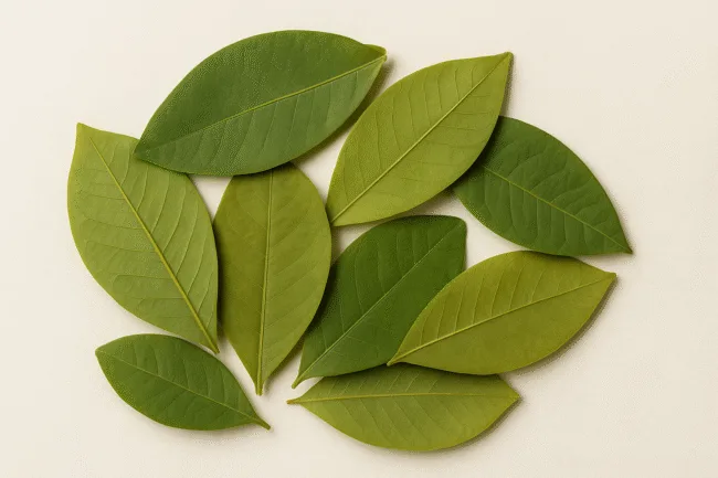 How coca leaves produce cocaine chemical structure, medicinal use, and risk of addiction