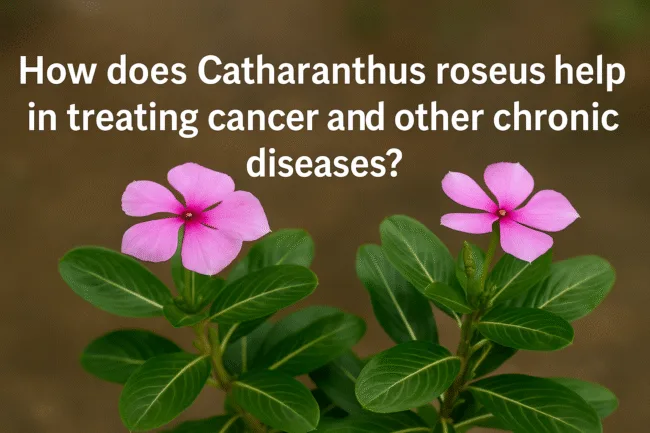 How does catharanthus roseus help in treating cancer and other chronic diseases