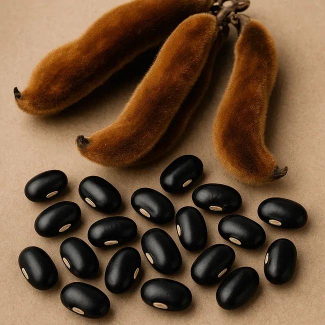 How does kavach (mucuna pruriens) help in parkinsonism and what makes its natural levodopa content medically significant