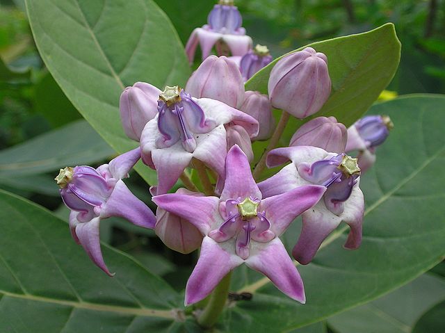 Calotropis gigantea