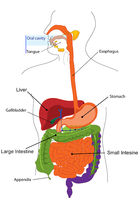 What is Crohn’s disease – symptoms and causes