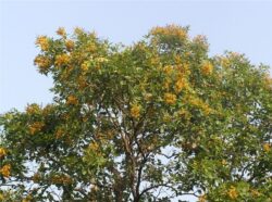 Pterocarpus Marsupium Medicinal Uses: A Deep Dive