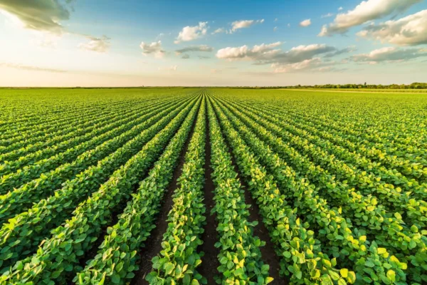 Agmatix and BASF Partner to Develop AI-Powered Soybean Cyst Nematode Detection Tool