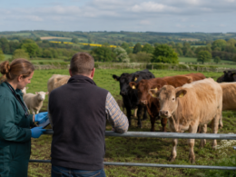 Representative image: Bluetongue disease monitoring in UK livestock highlights rising midge-related animal health risks, movement controls and growing pressure on farmers across England, Wales and Northern Ireland.