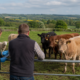 Representative image: Bluetongue disease monitoring in UK livestock highlights rising midge-related animal health risks, movement controls and growing pressure on farmers across England, Wales and Northern Ireland.