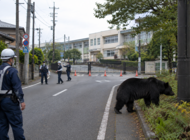 Representative image: A black bear sighting near a Japanese school highlights why Utsunomiya closed 94 municipal schools as Japan confronts rising wildlife safety risks in urban neighbourhoods.