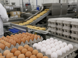 **Representative image:** Eggs and prepared breakfast foods move through a commercial processing facility, illustrating how Cal-Maine Foods is expanding beyond shell eggs as falling prices pressure $CALM earnings.
