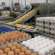 **Representative image:** Eggs and prepared breakfast foods move through a commercial processing facility, illustrating how Cal-Maine Foods is expanding beyond shell eggs as falling prices pressure $CALM earnings.