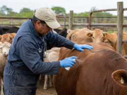 Elanco Animal Health’s CLiK Extra dicyclanil wound spray has received FDA Emergency Use Authorization for the prevention of New World screwworm infestations in livestock and selected wildlife species. Representative image.
