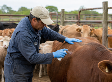 Elanco Animal Health’s CLiK Extra dicyclanil wound spray has received FDA Emergency Use Authorization for the prevention of New World screwworm infestations in livestock and selected wildlife species. Representative image.